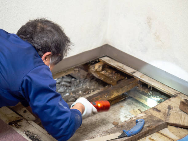 Best Water Damage Restoration  in Seaford, DE