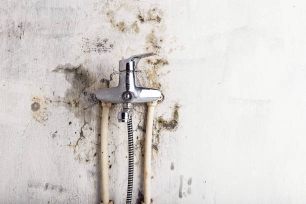 Best Professional Mold Removal  in Seaford, DE