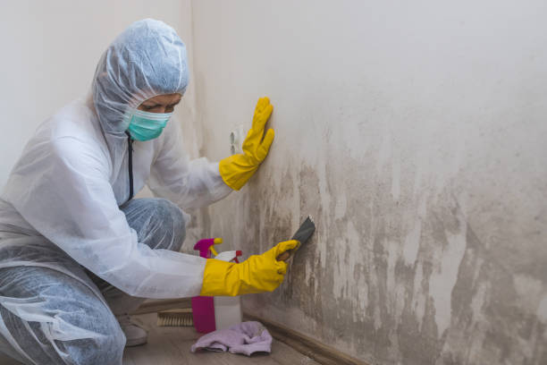 Best Commercial Mold Removal  in Seaford, DE
