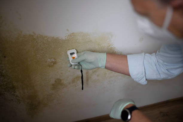 Best Mold Remediation  in Seaford, DE