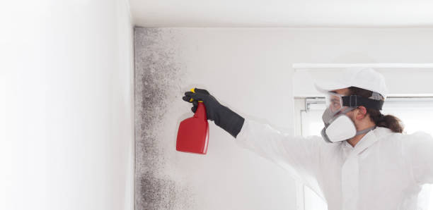 Best Affordable Mold Removal  in Seaford, DE