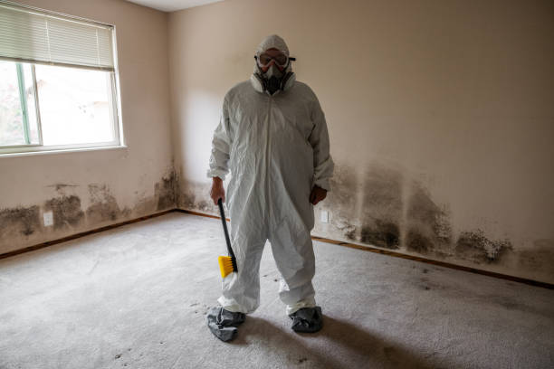 Best Attic Mold Removal  in Seaford, DE