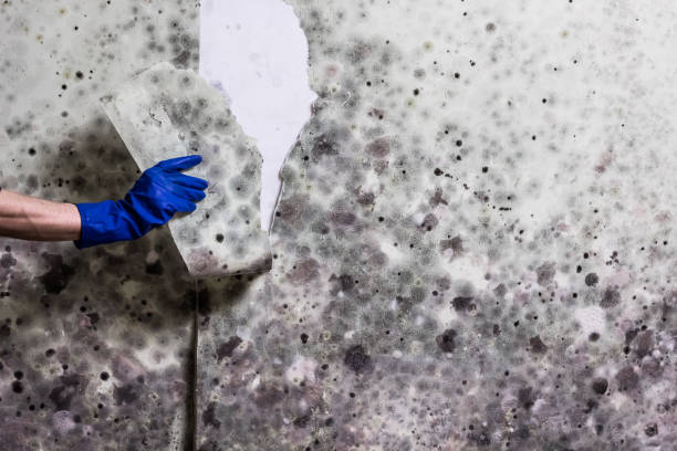 Best Mold Remediation  in Seaford, DE