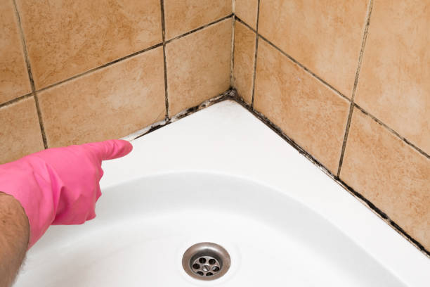 Best Local Mold Removal Service  in Seaford, DE
